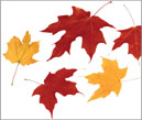 CCH FMLA-ADA Leave Advisor Tool